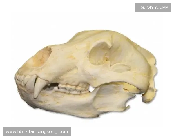 灰熊整体表现更接近完整形态